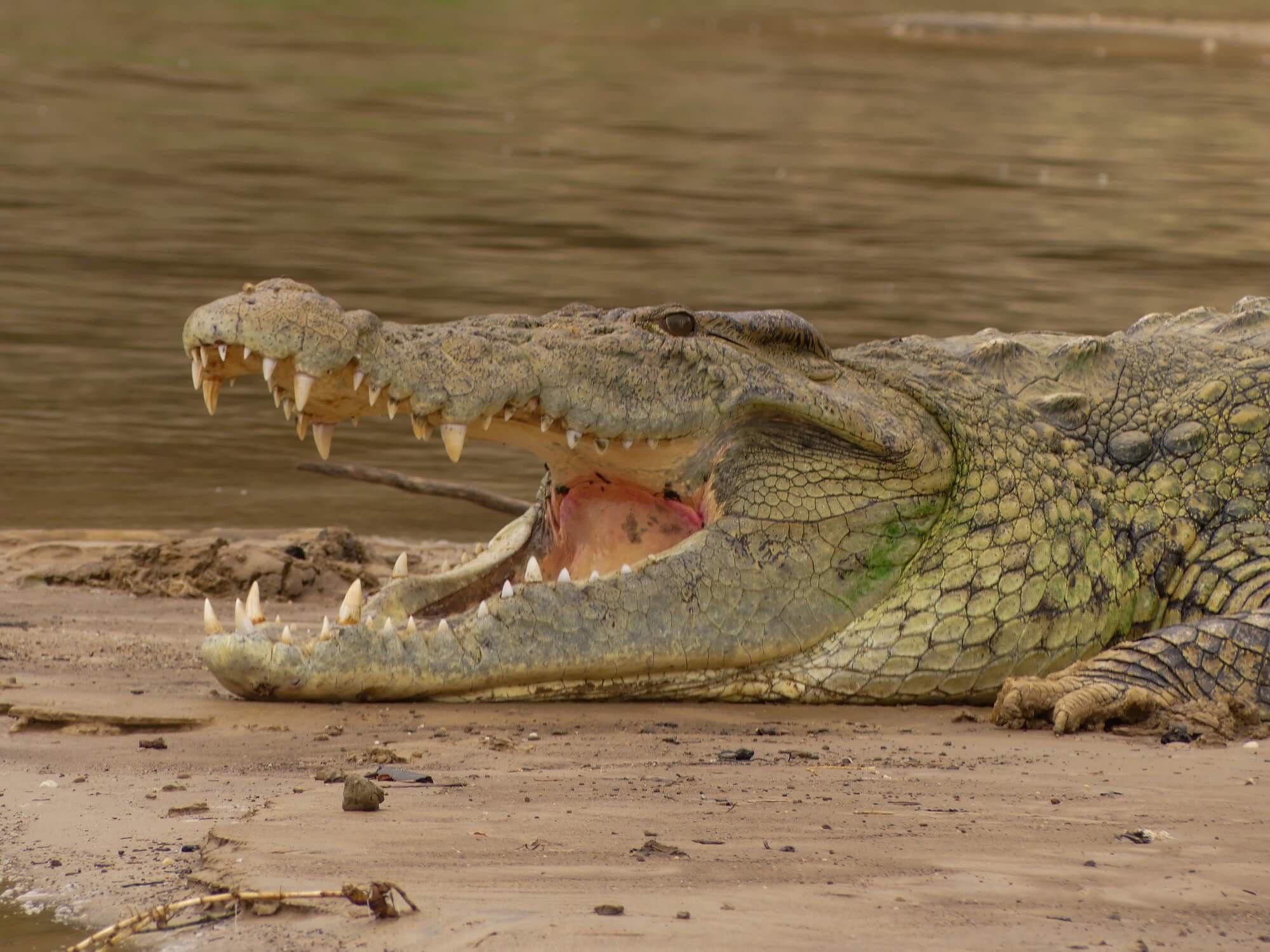 Image du produit Merveilles d’Ouganda : la « perle de l’Afrique »