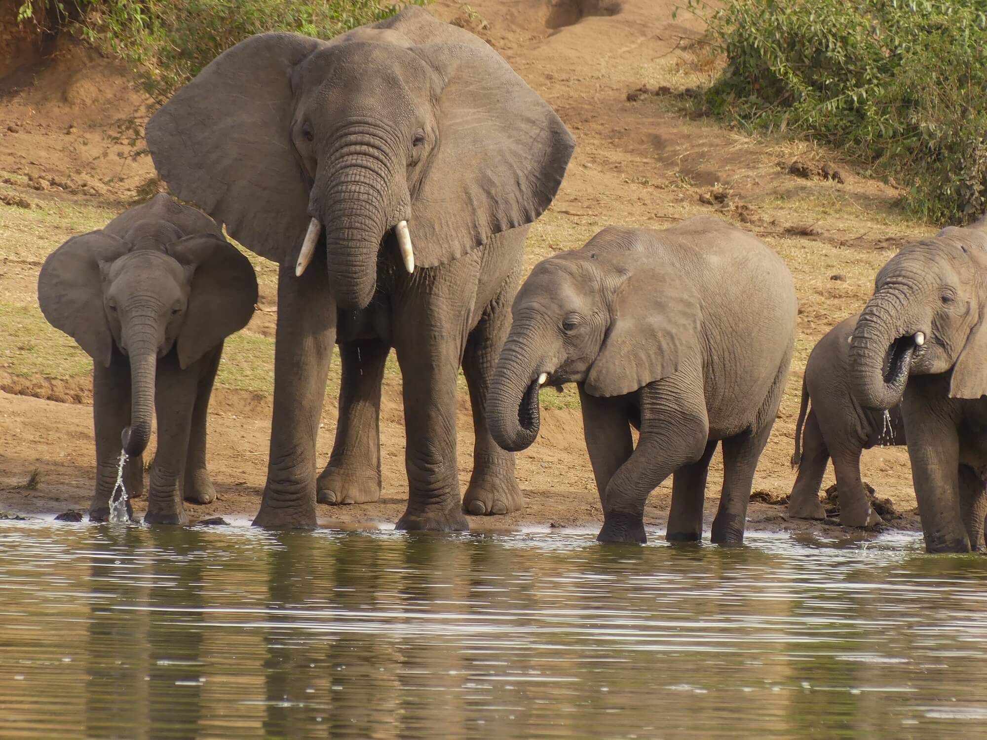 Image du produit Merveilles d’Ouganda : la « perle de l’Afrique »