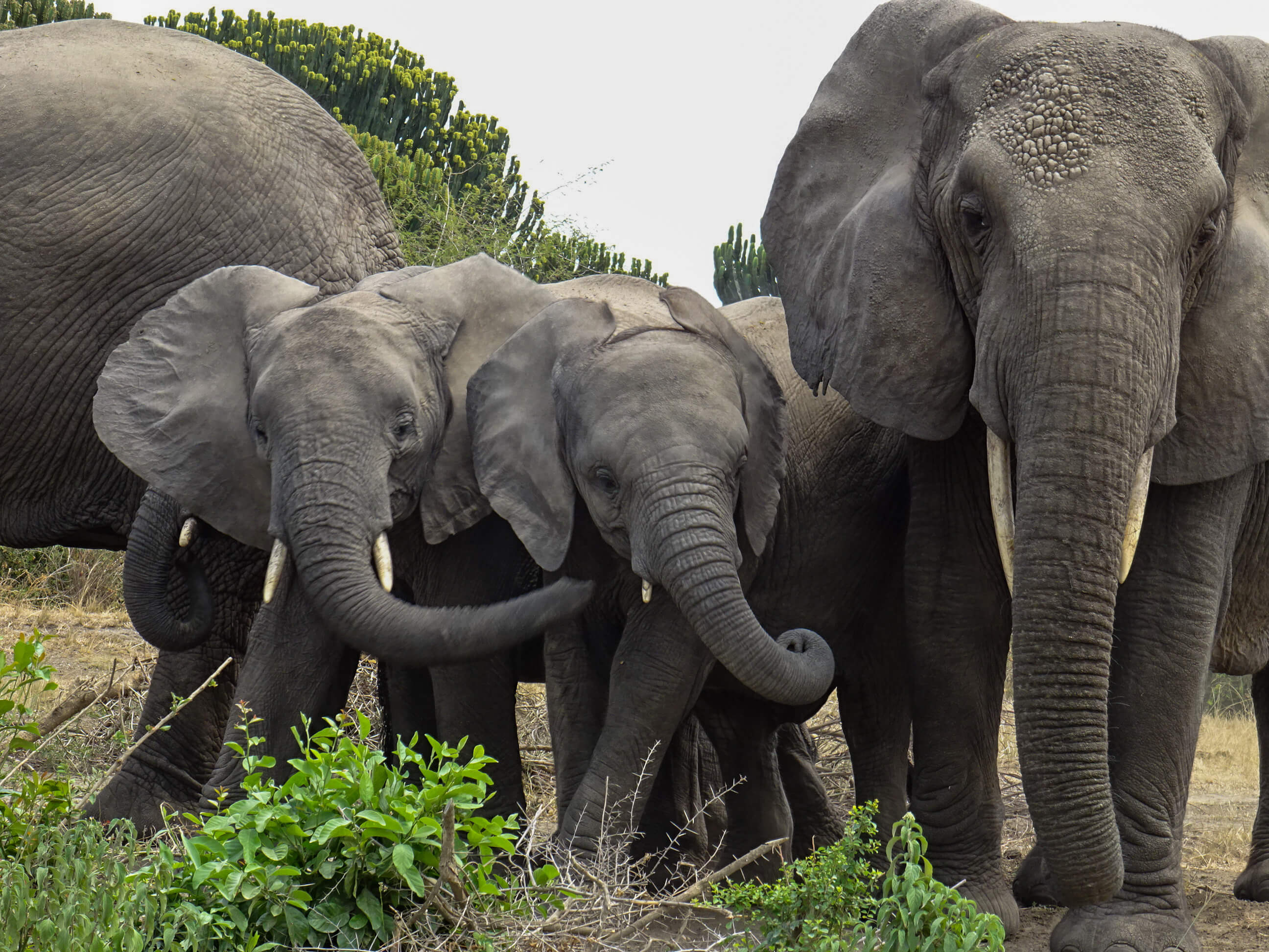 Image du produit L’ouest ougandais : grands mammifères & chimpanzés