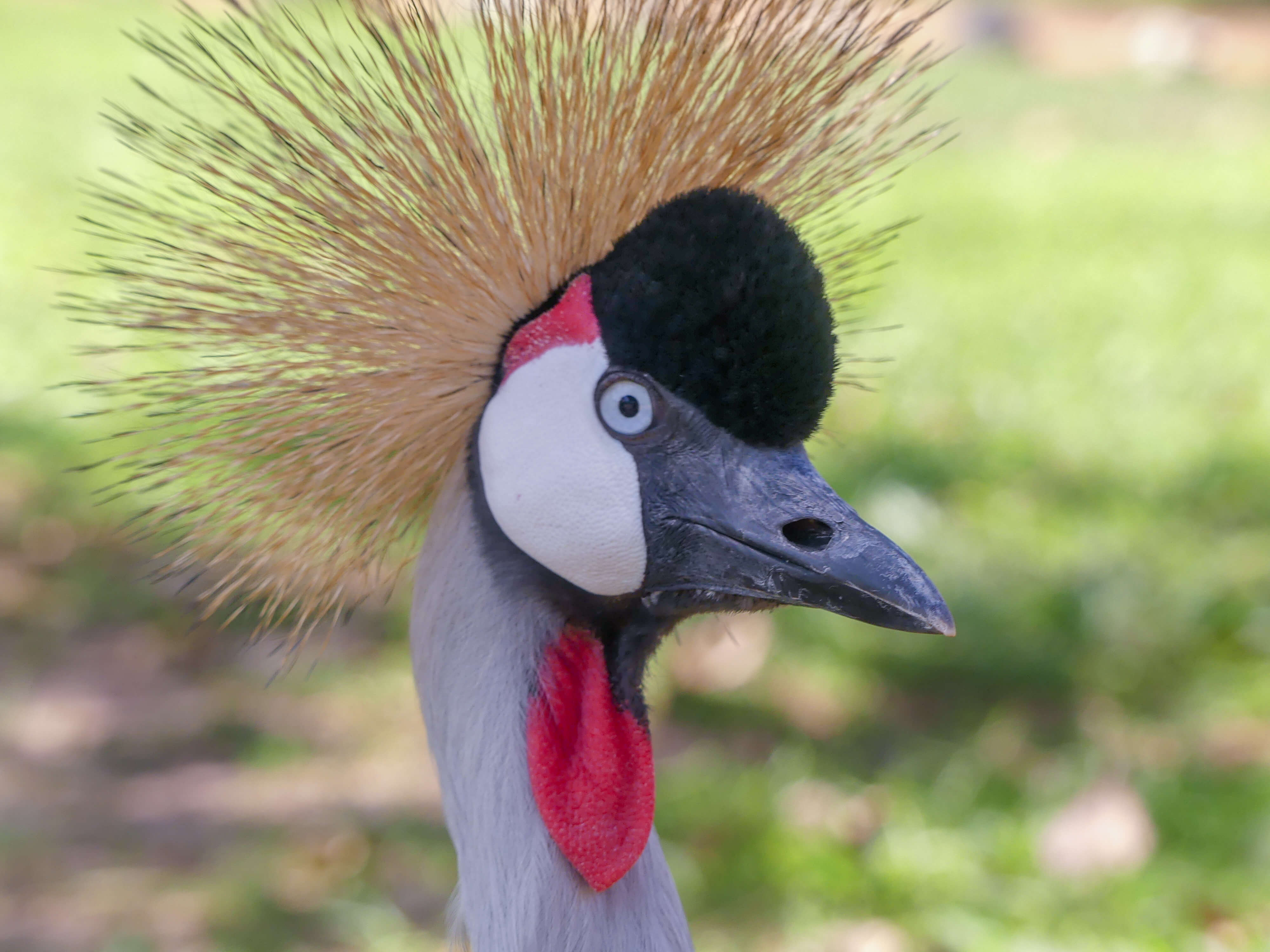 Image du produit Merveilles d’Ouganda : la « perle de l’Afrique »