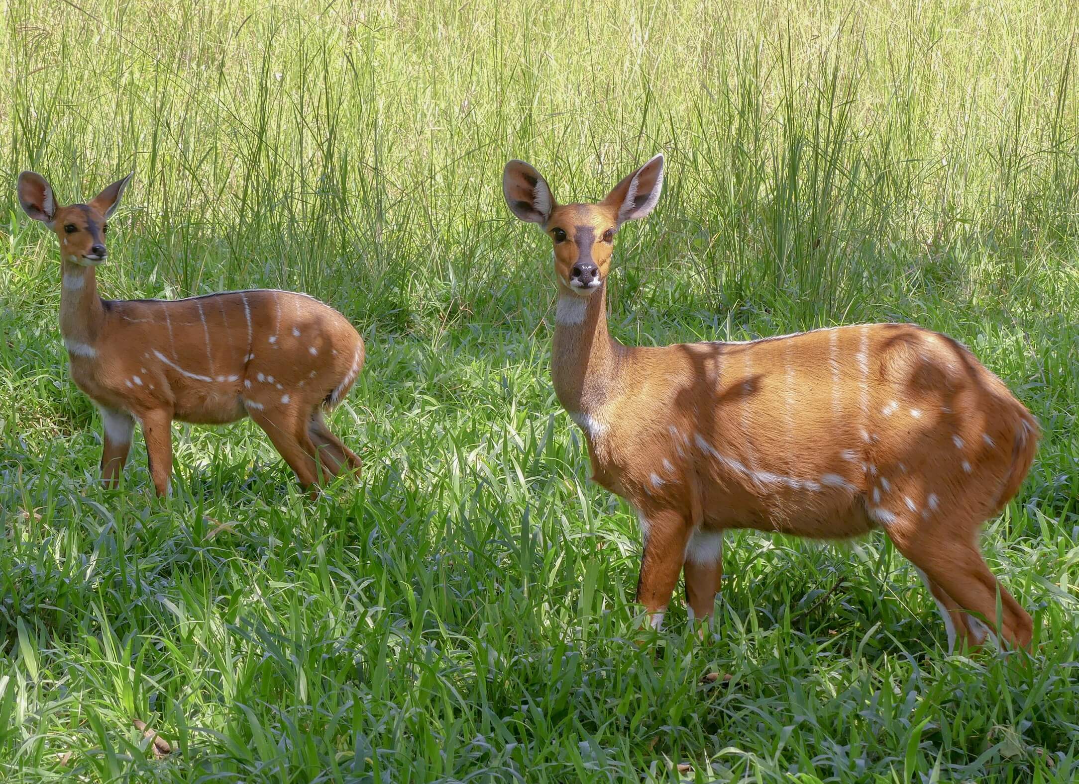 Image du produit Visions d’Ouganda – Au cœur des forêts de Bwindi & Kibale