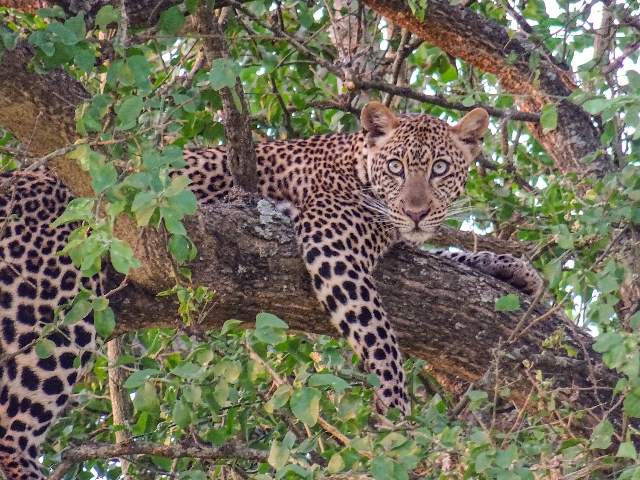 Image du produit Merveilles d’Ouganda : la « perle de l’Afrique »