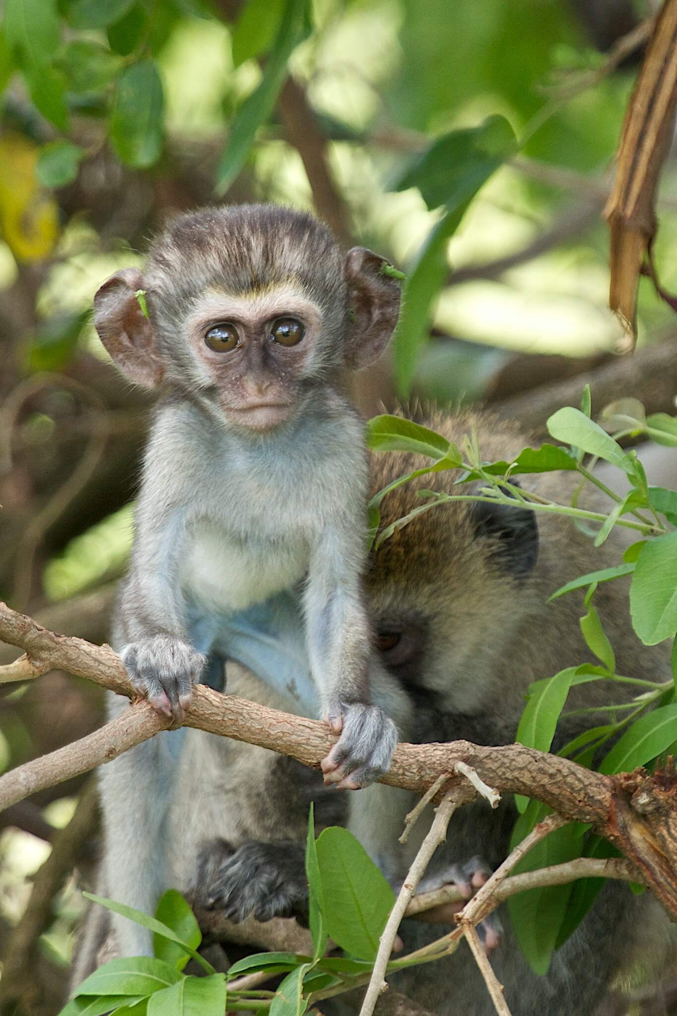 Image du produit Safaris & primates : de l’Akagera aux forêts tropicales