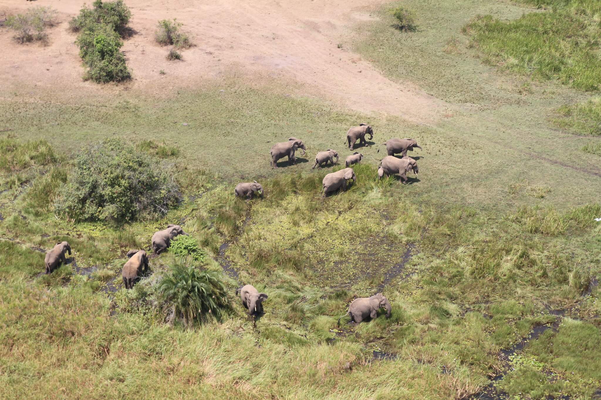 Safaris & primates : de l’Akagera aux forêts tropicales