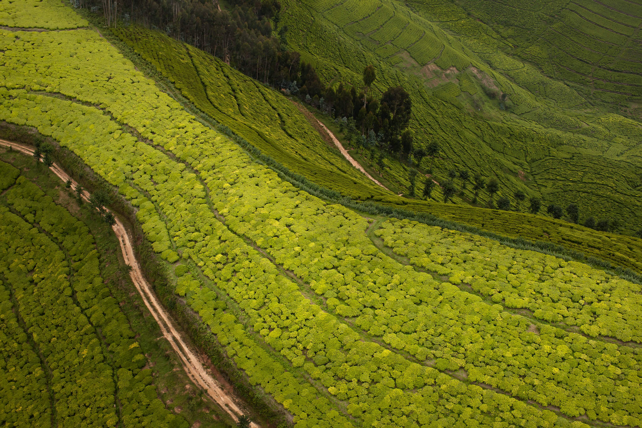 Image du produit Safaris & primates : de l’Akagera aux forêts tropicales
