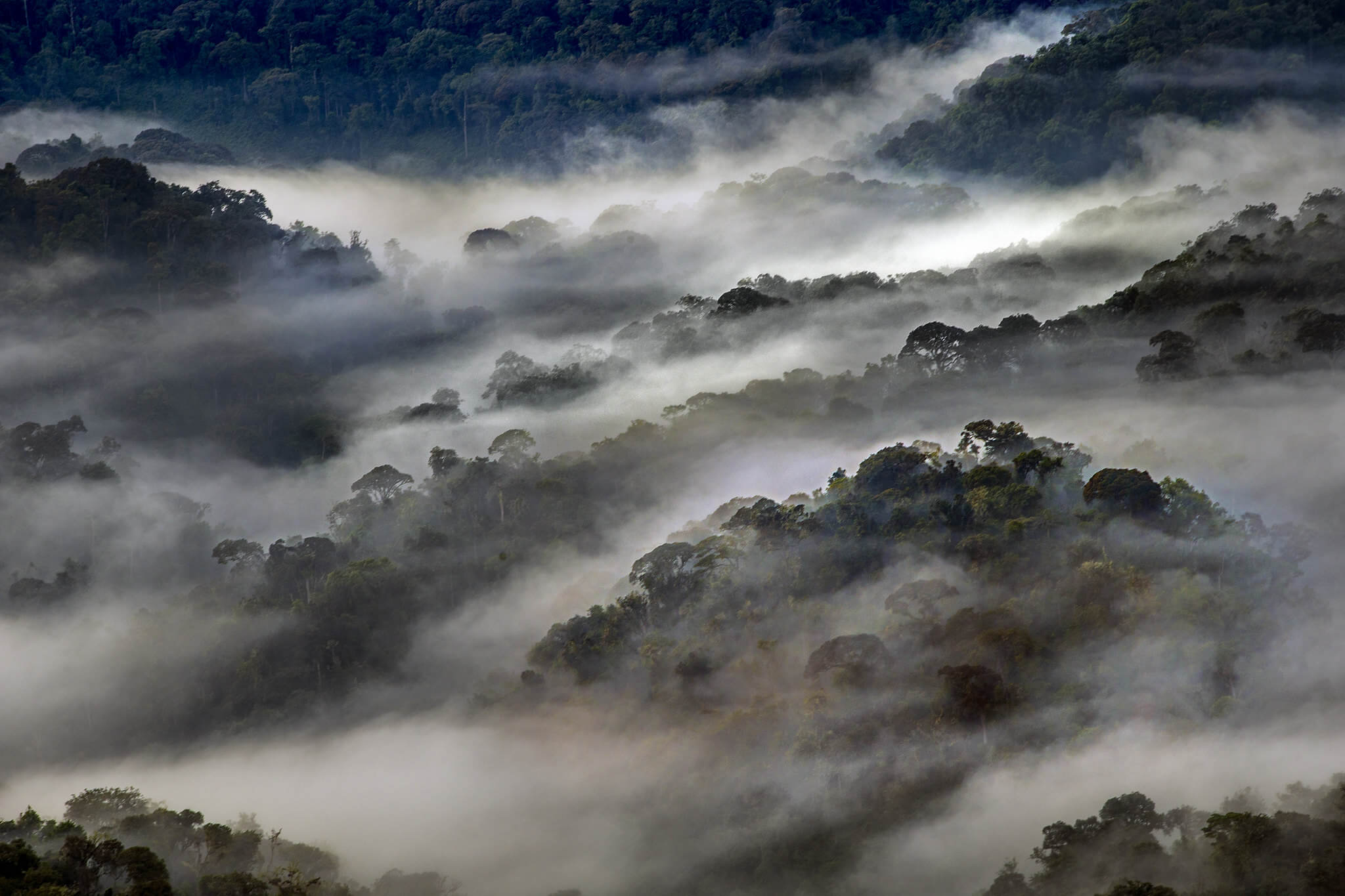 Image du produit Safaris & primates : de l’Akagera aux forêts tropicales