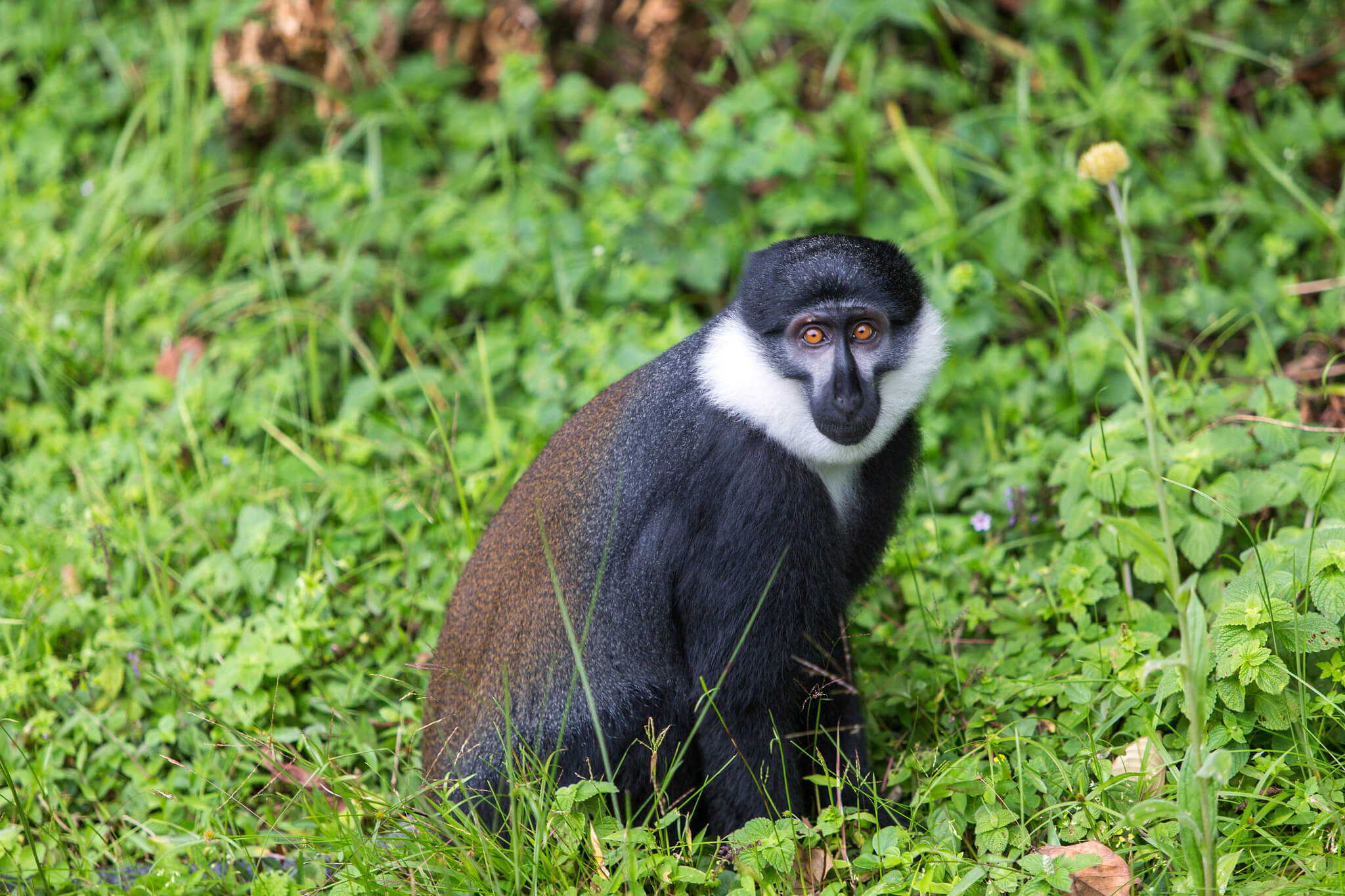 Image du produit Safaris & primates : de l’Akagera aux forêts tropicales