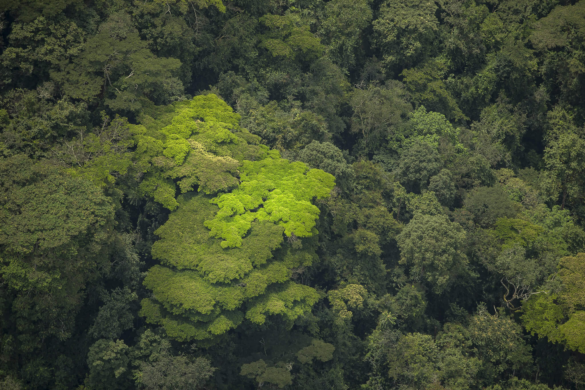 Image du produit Safaris & primates : de l’Akagera aux forêts tropicales