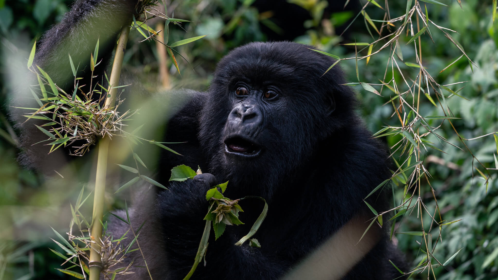 Image du produit Safaris & primates : de l’Akagera aux forêts tropicales