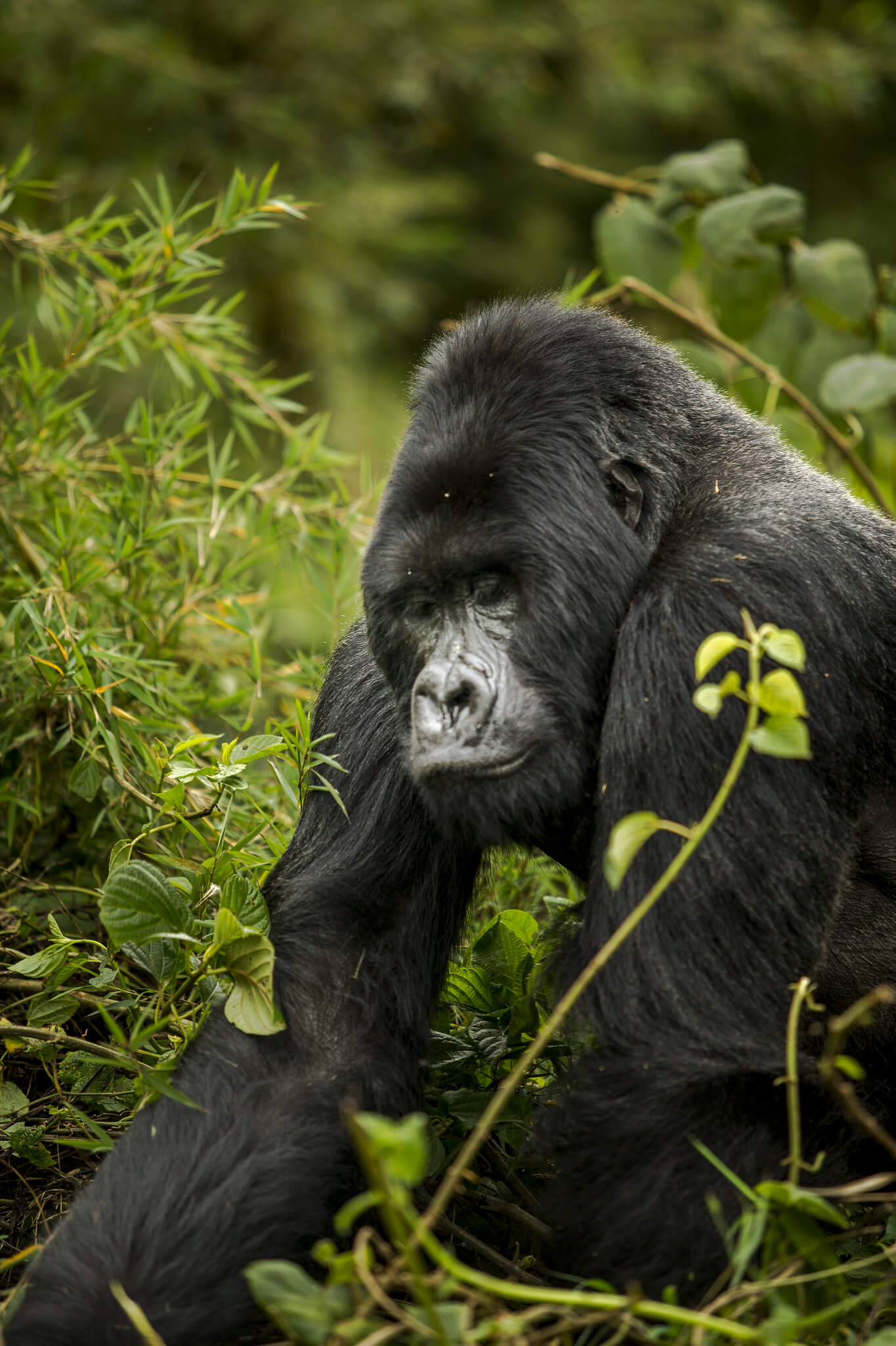 Image du produit Escapade au Rwanda : Akagera & Volcans