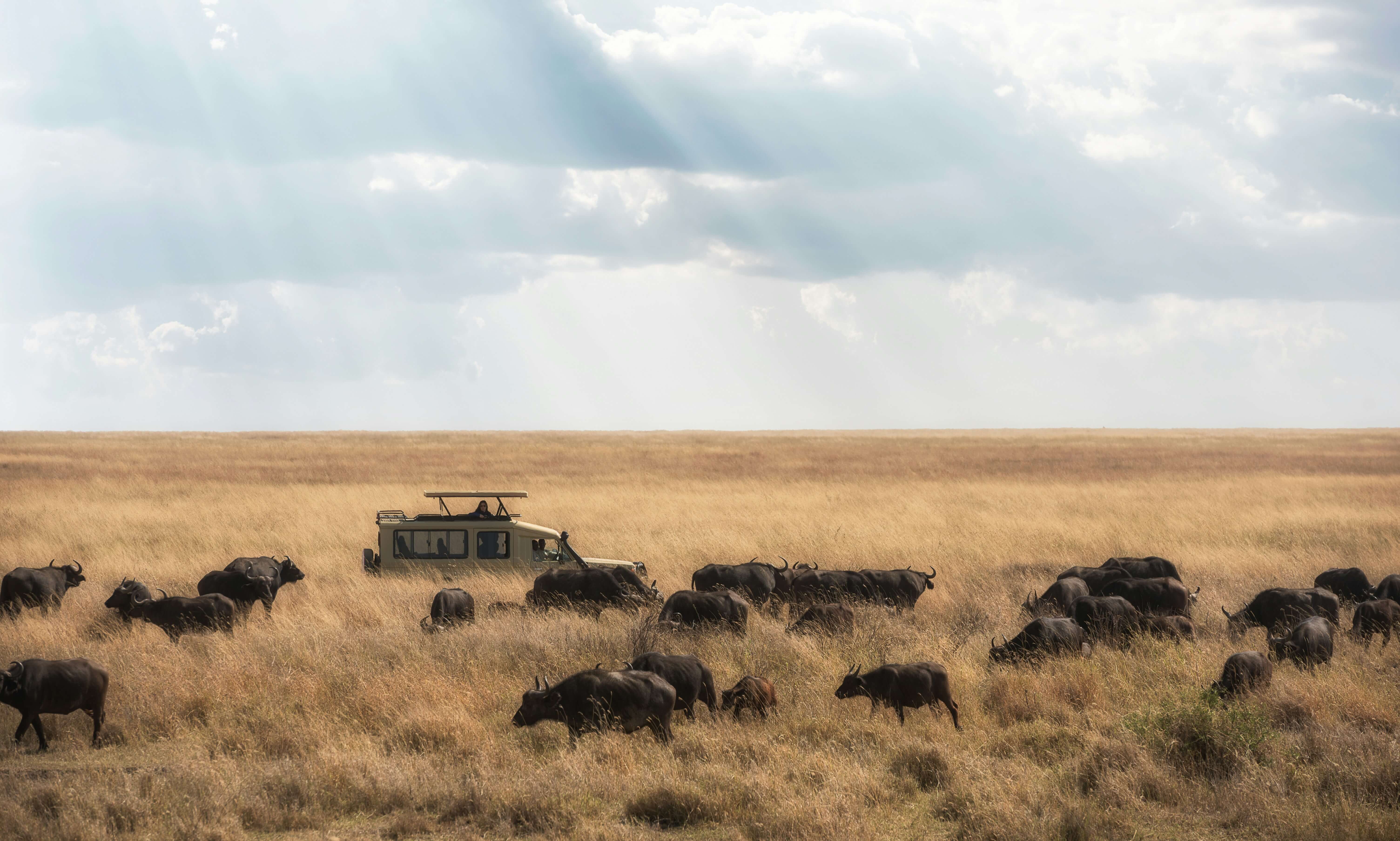 Image du produit Safari Tanzanie & Ouganda : des plaines du Serengeti aux gorilles de montagne