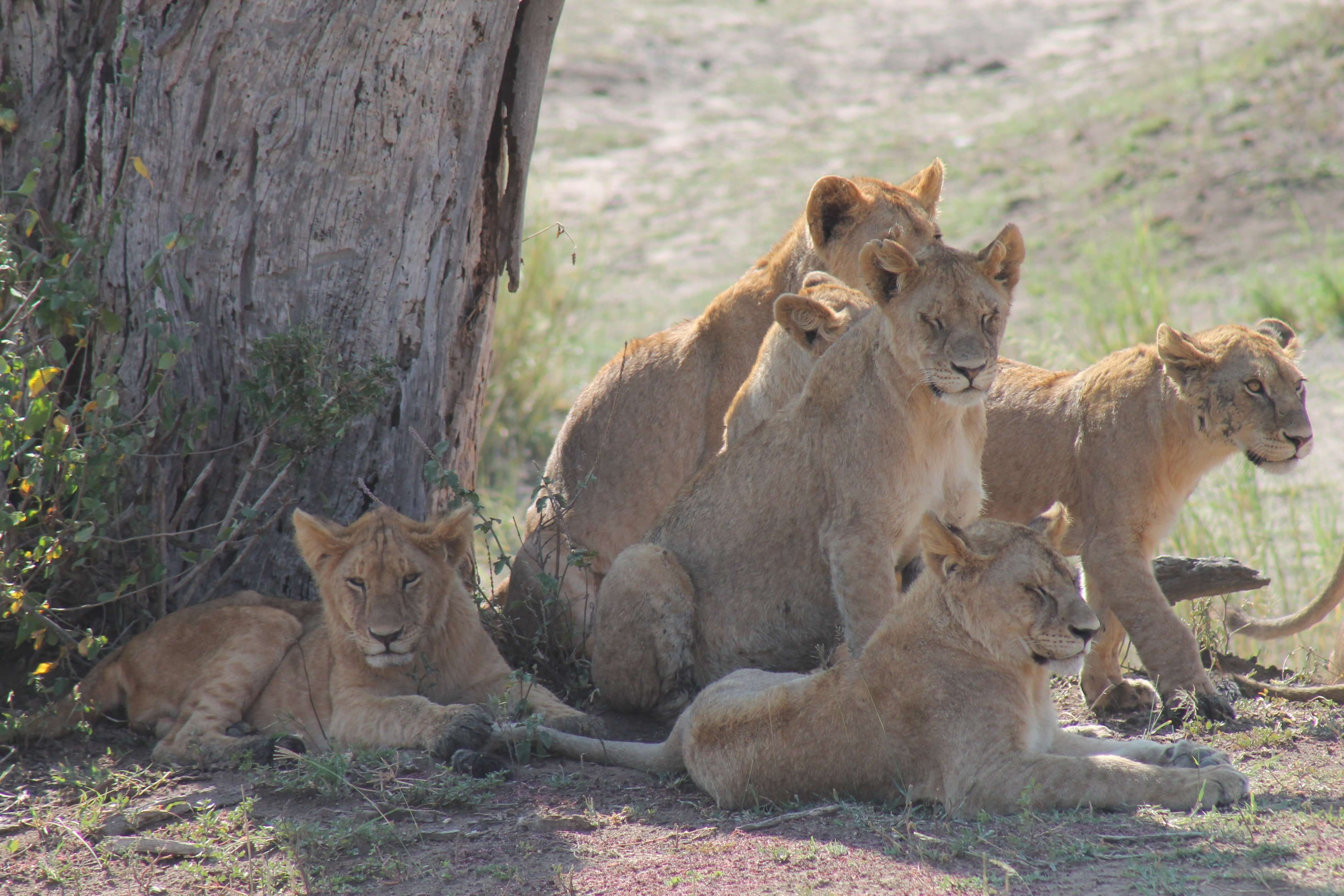 Image du produit Grande aventure en Tanzanie : safaris, Mont Makarut et plongée à Mafia Island