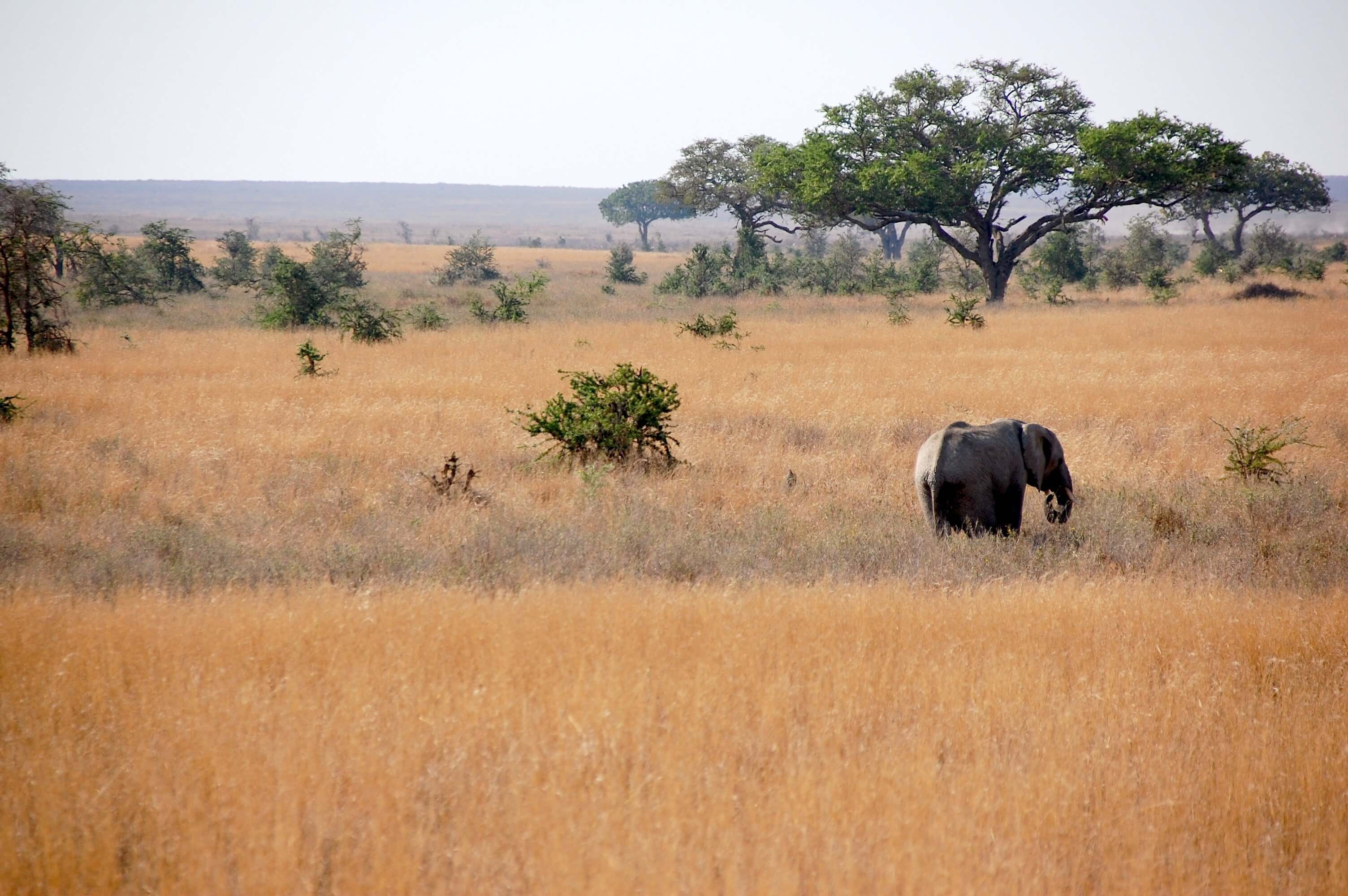 Image du produit Grande aventure en Tanzanie : safaris, Mont Makarut et plongée à Mafia Island