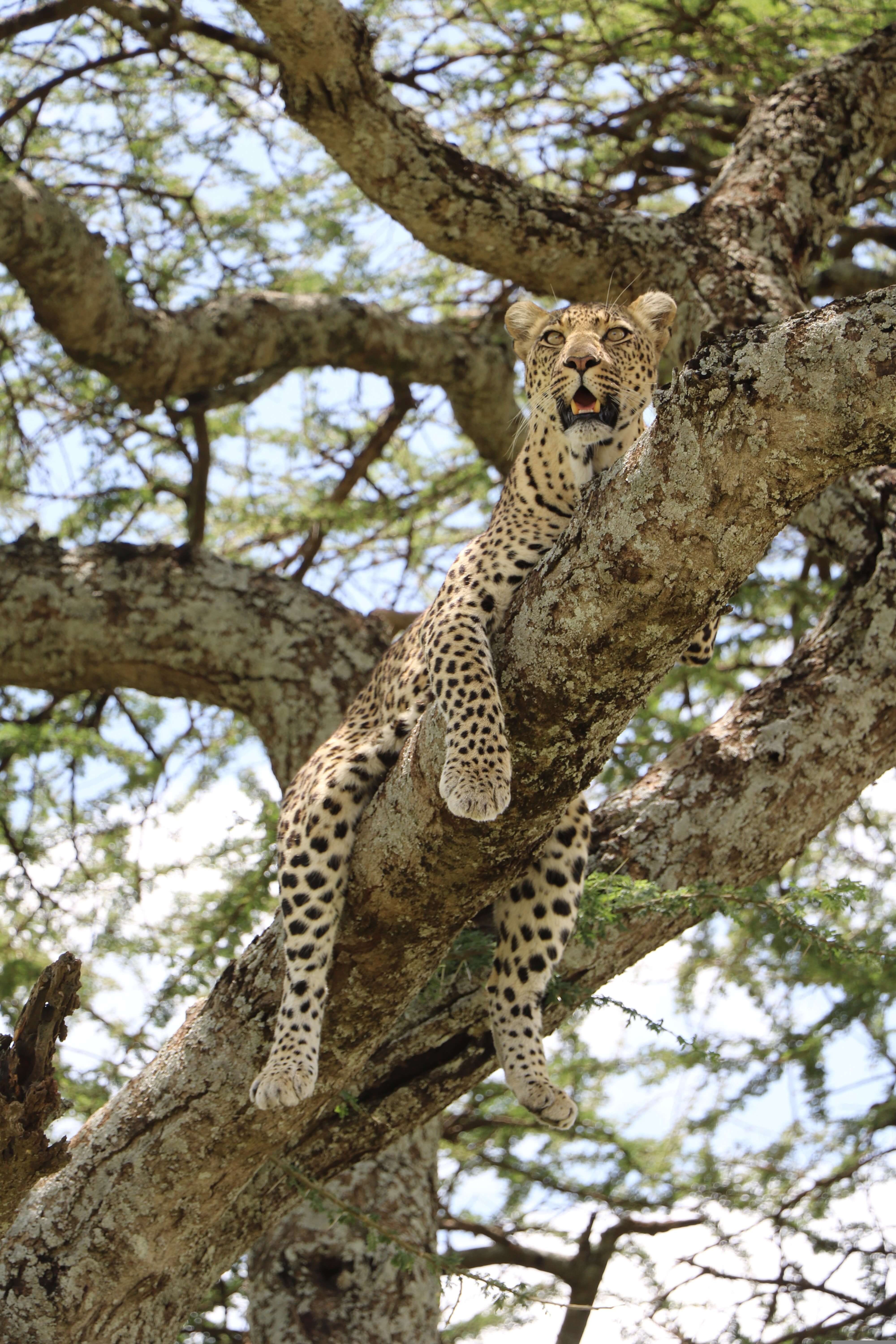 Image du produit Safari Tanzanie & Ouganda : des plaines du Serengeti aux gorilles de montagne