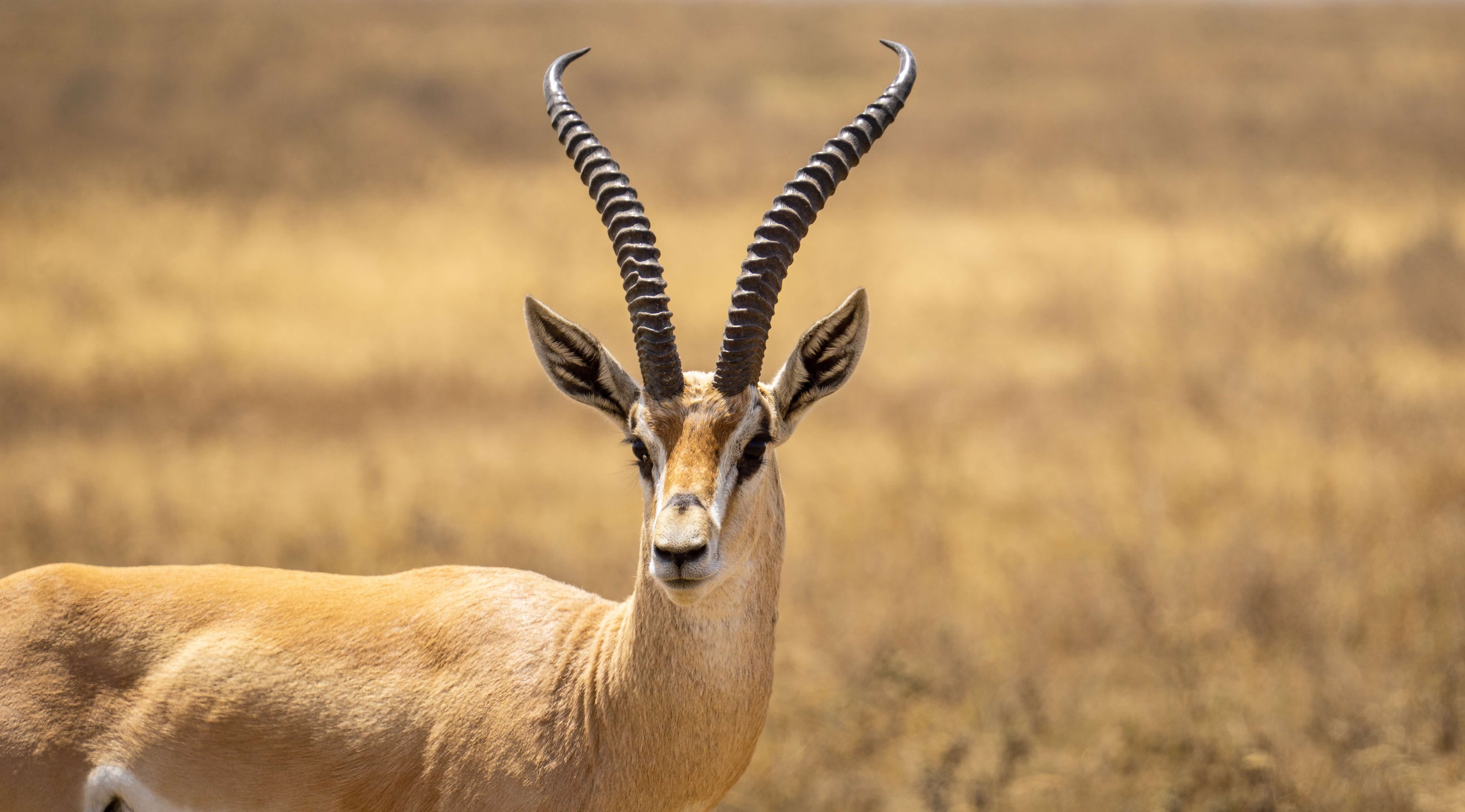 Grande aventure en Tanzanie : safaris, Mont Makarut et plongée à Mafia Island