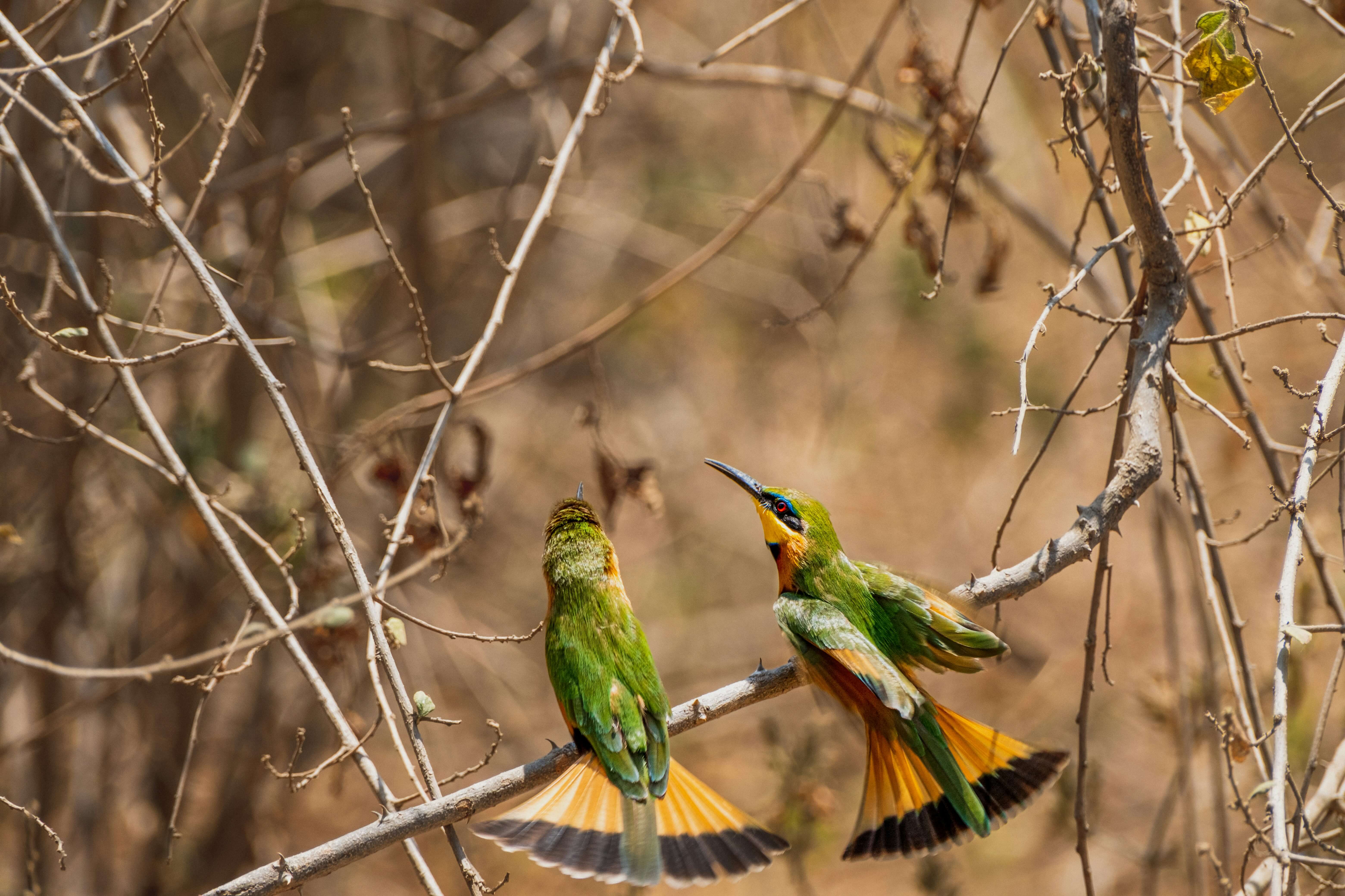 Image du produit Combiné d’exception : de la savane aux plages immaculées