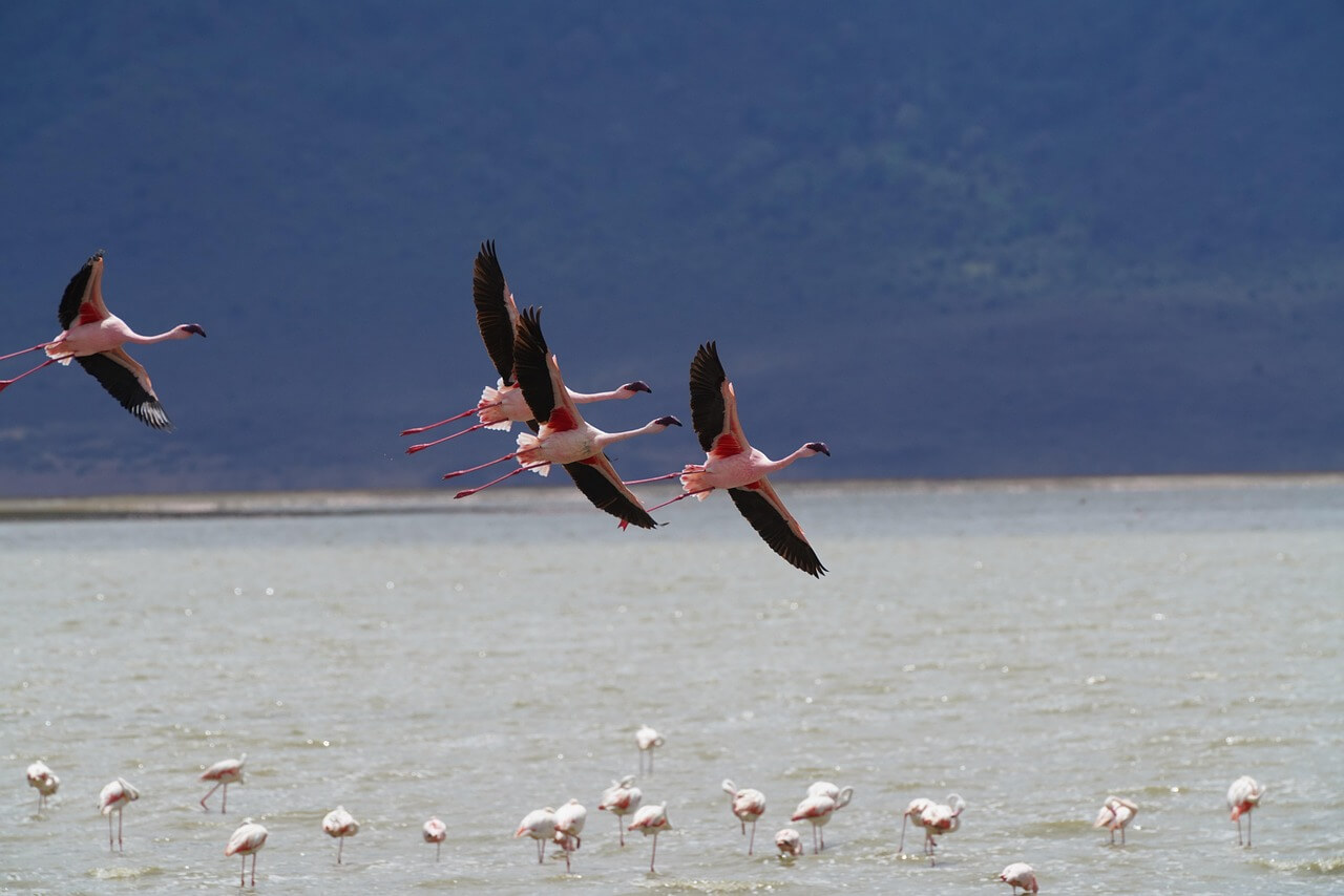 Image du produit 100% safaris : du Lac Natron au Ngorongoro