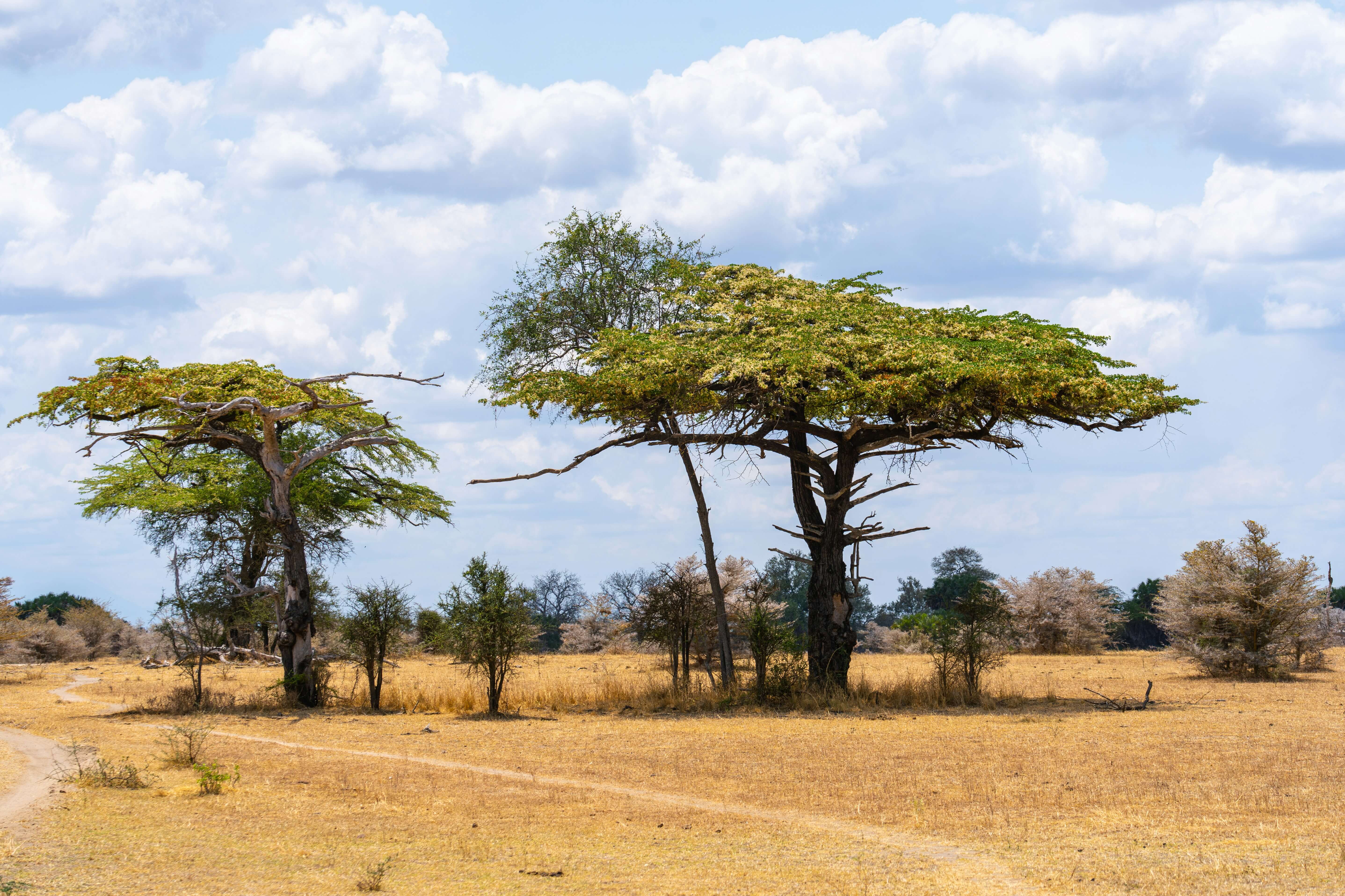 Image du produit Combiné Saadani & Zanzibar : de la savane aux lagons