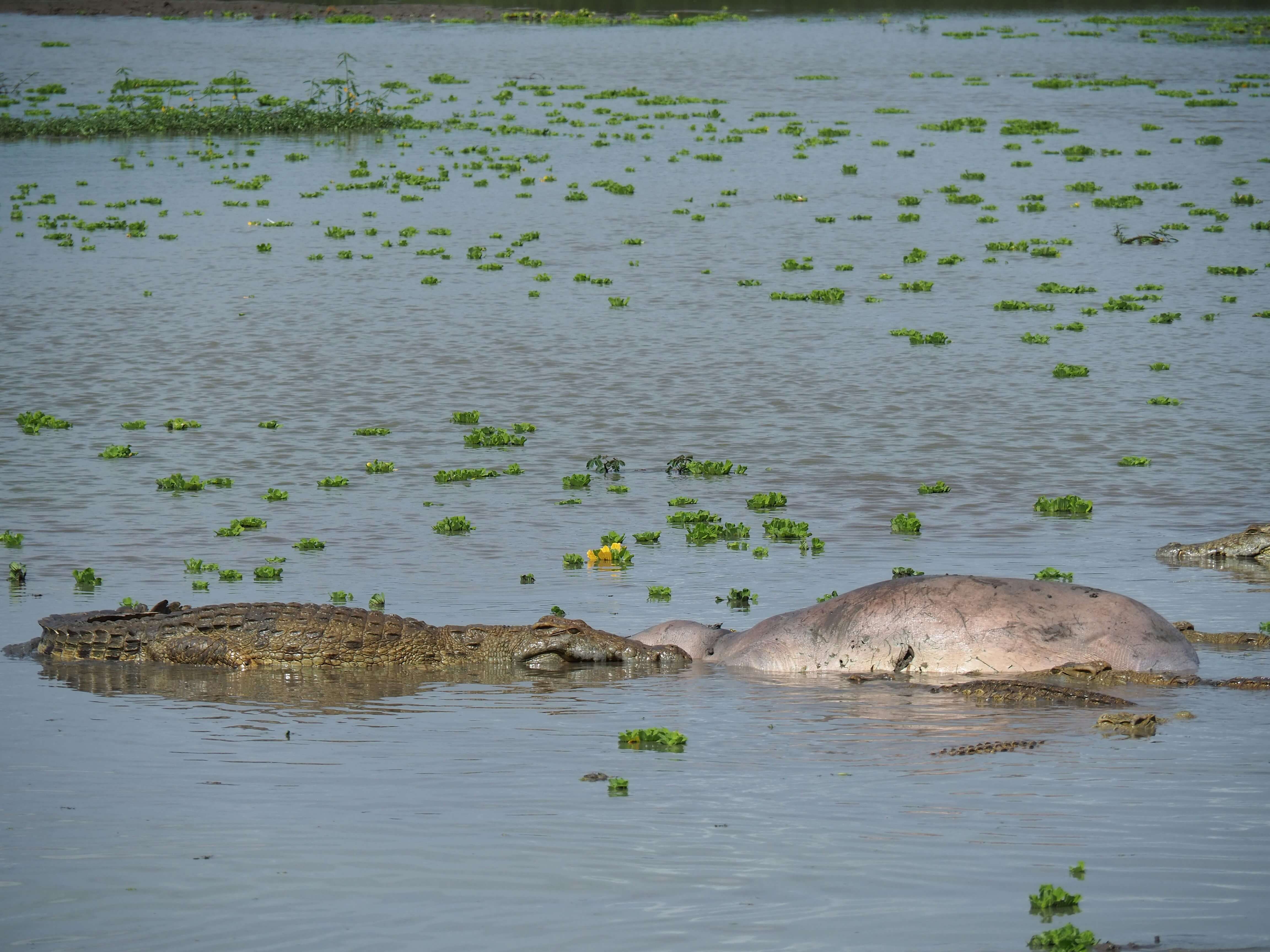 Image du produit Combiné Saadani & Zanzibar : de la savane aux lagons
