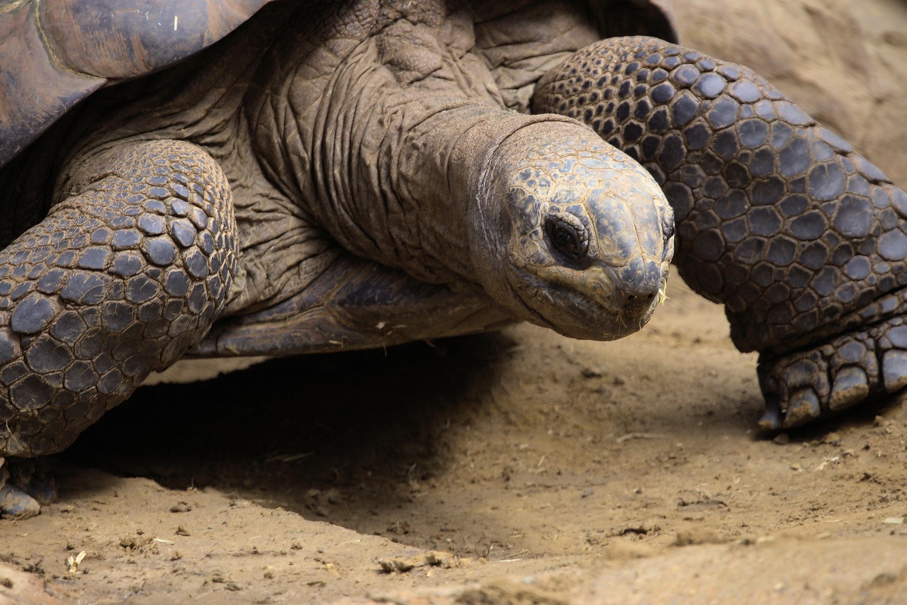 Prison Island : l'île aux tortues